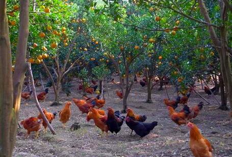 从养鸡种树到万界共主,一段跨越时空的传奇征程