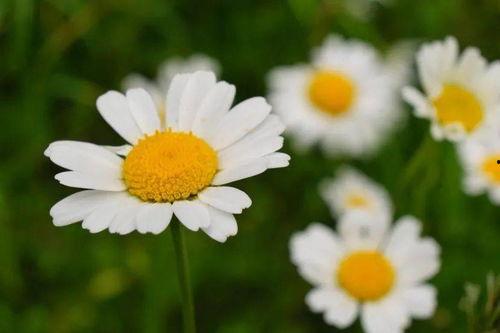 爱逝匆匆,时光流转中的情感轨迹